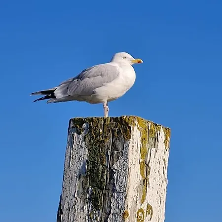 Mit Meerblick - Direktzugang Zur Nordsee * Wilhelmshaven