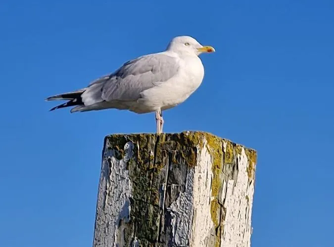 Mit Meerblick - Direktzugang Zur Nordsee * Wilhelmshaven